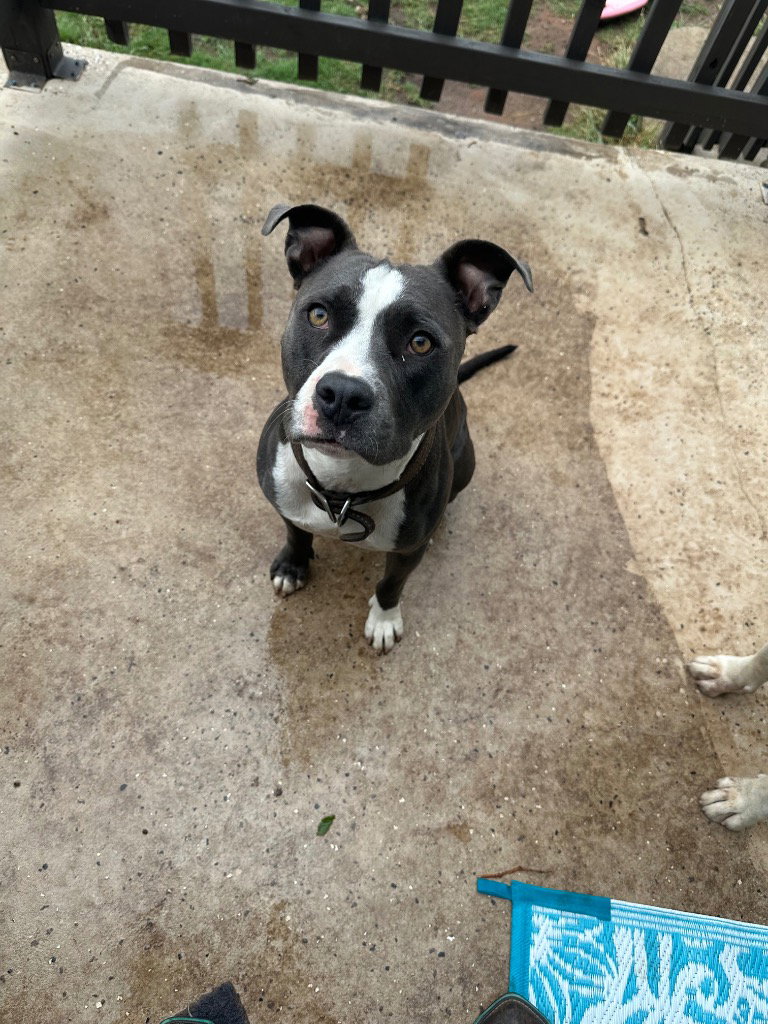 Ringo