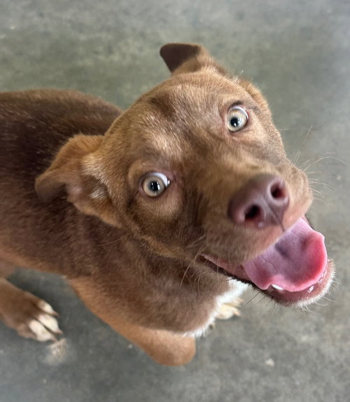 Vonetta, an adoptable German Shepherd Dog in Newcastle, OK