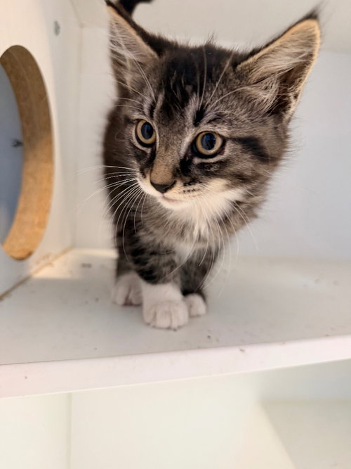 Valastro, Baby Domestic Long Hair / Mixed, cat for adoption in Norman, Oklahoma