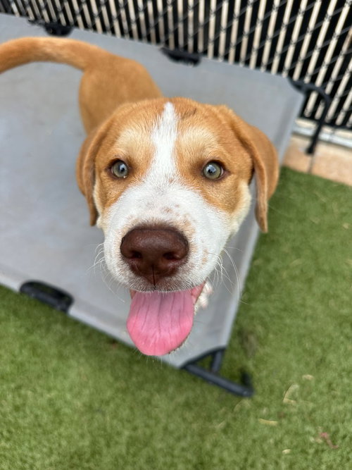 Vince, an adoptable Terrier in Newcastle, OK