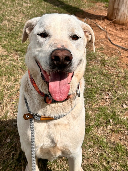 Jack, an adoptable Labrador Retriever in Newcastle, OK