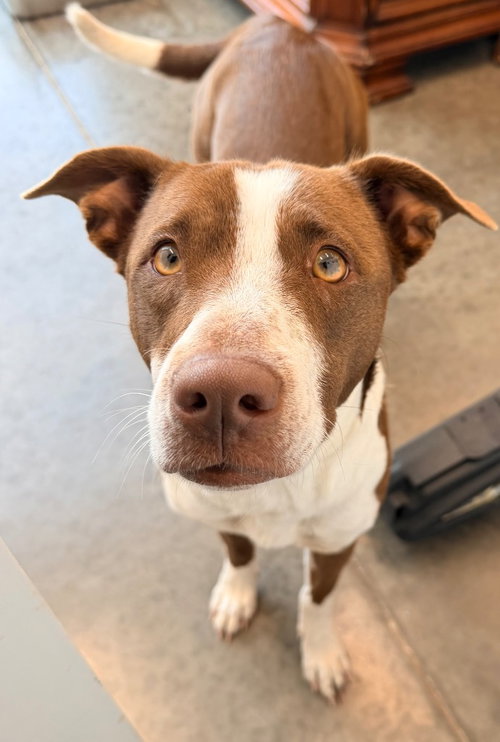 Velocity, an adoptable Terrier in Newcastle, OK