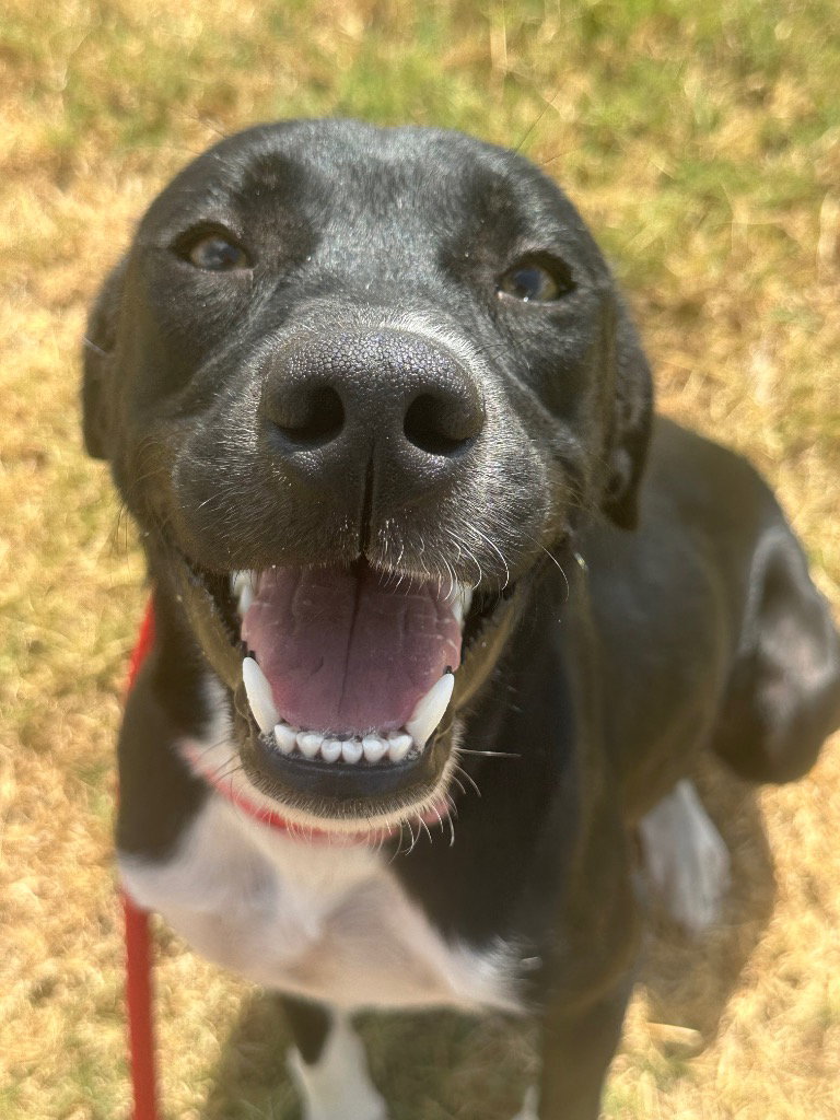 Angel, Pointer