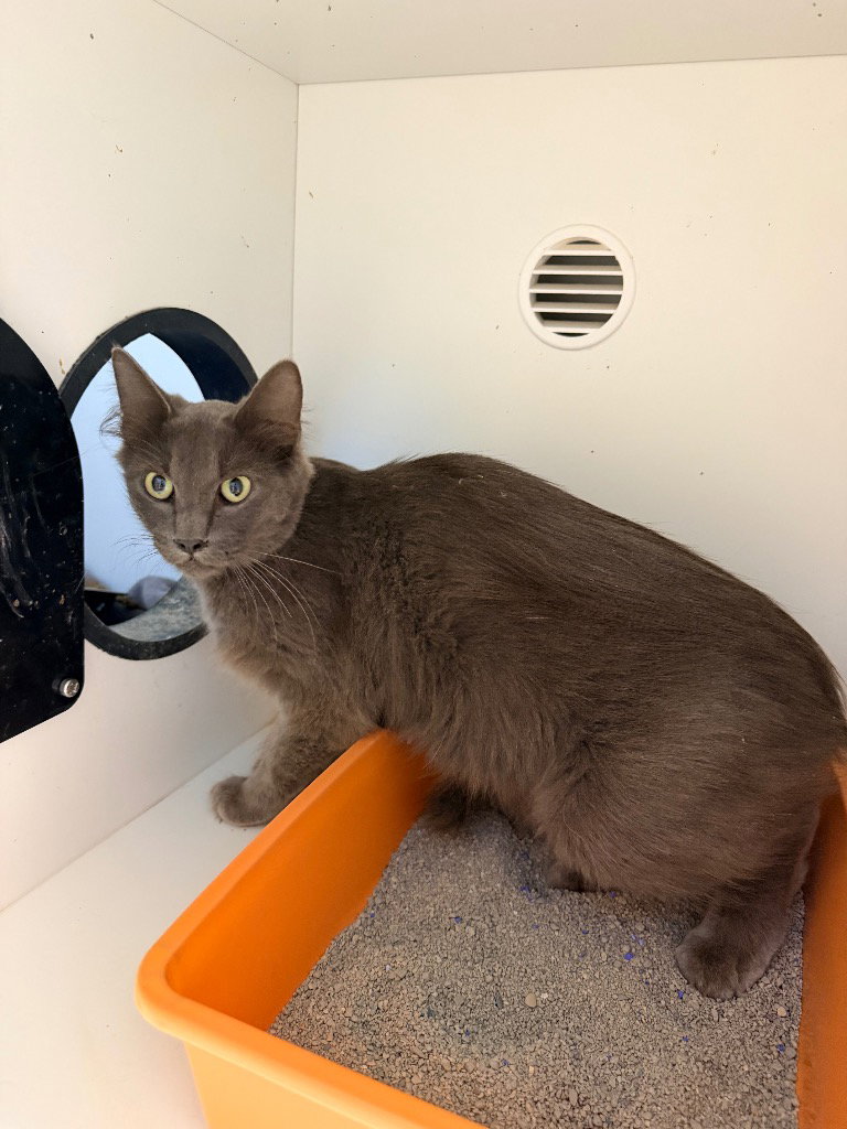 Chloe, Domestic Medium Hair
