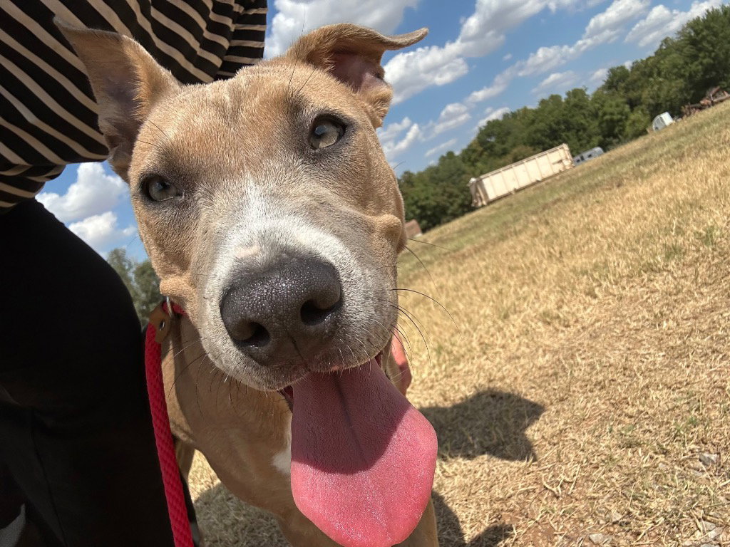 Nina, American Staffordshire Terrier