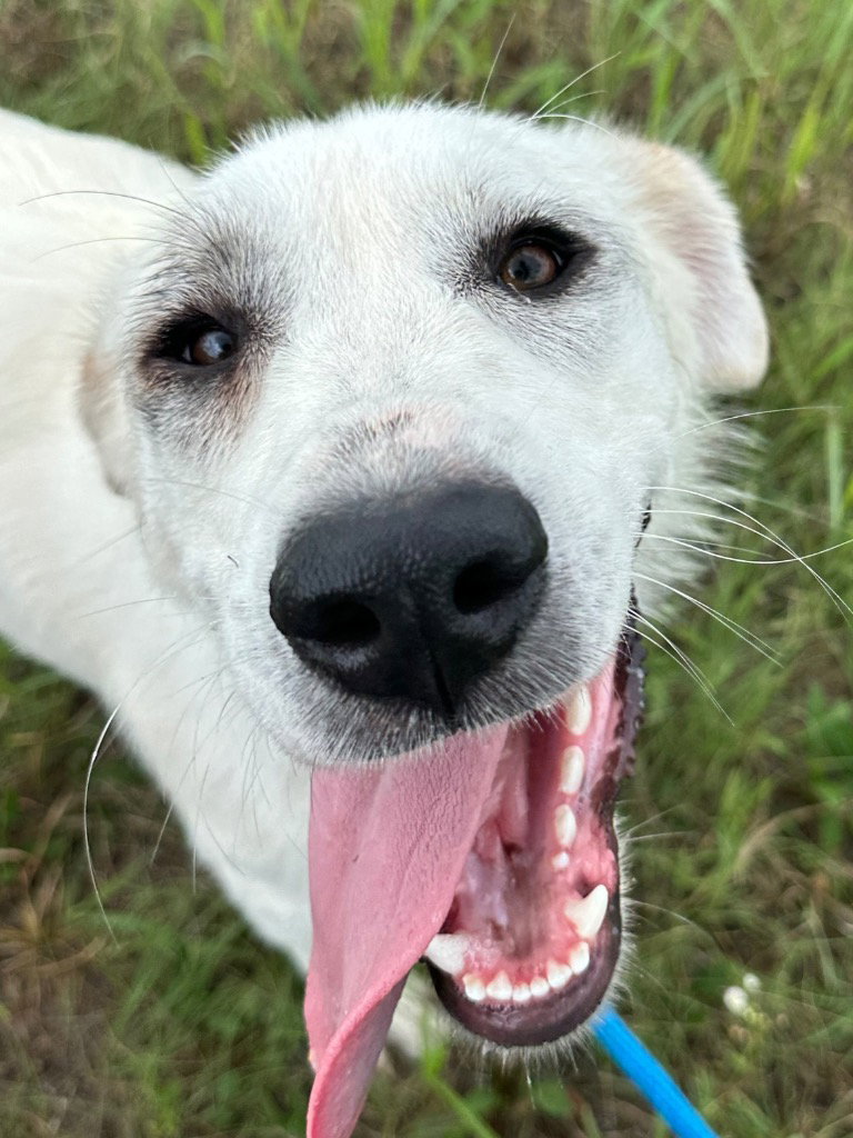 Independence aka Indie, Great Pyrenees