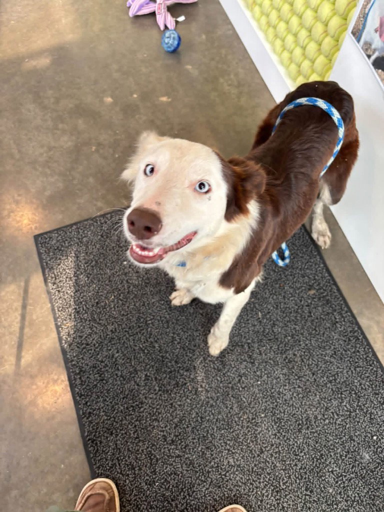 Colleen, Border Collie