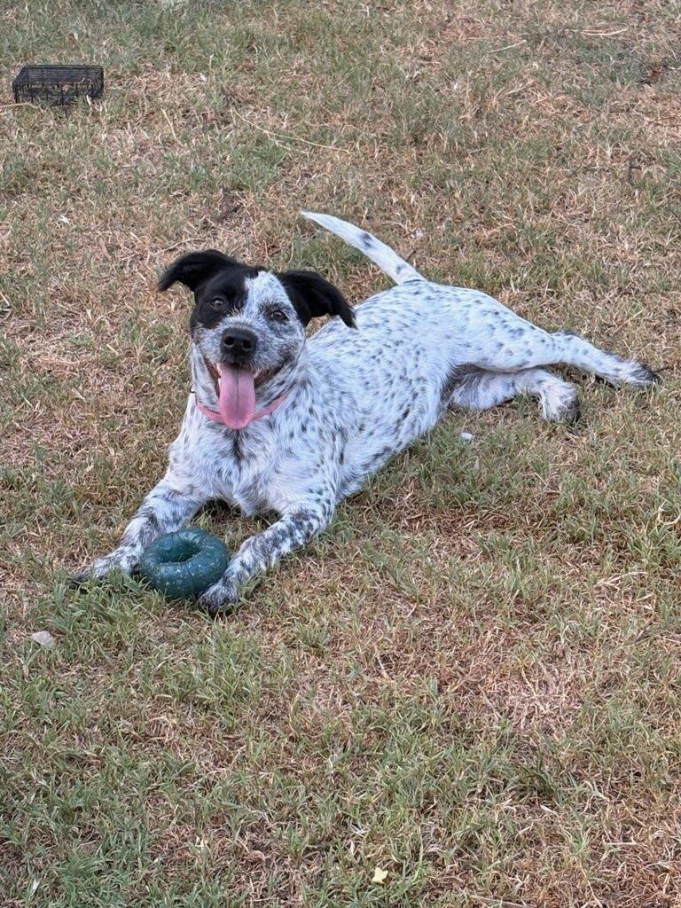 Mitzee, Wirehaired Fox Terrier