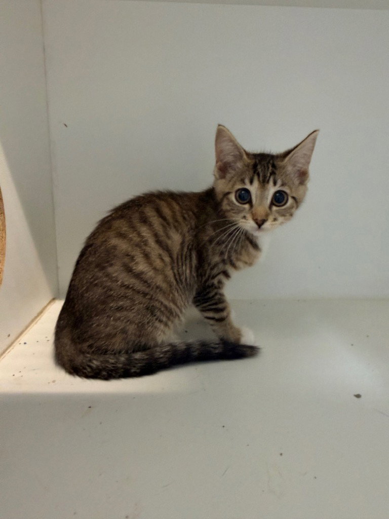 Mira, Domestic Short Hair