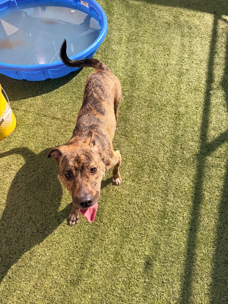 Sunni, Catahoula Leopard Dog