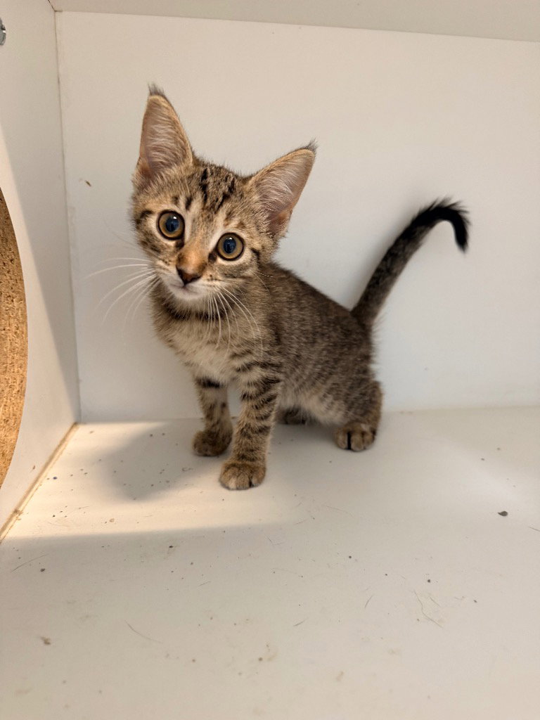 Violet, Domestic Short Hair