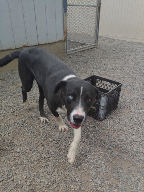 Poppi, an adoptable Border Collie in St. Maries, ID