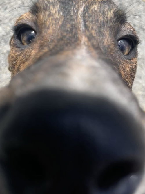 Bron, an adoptable Hound in St. Maries, ID