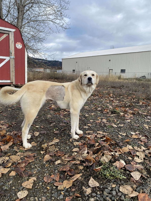 Clementine, an adoptable Great Pyrenees in St. Maries, ID