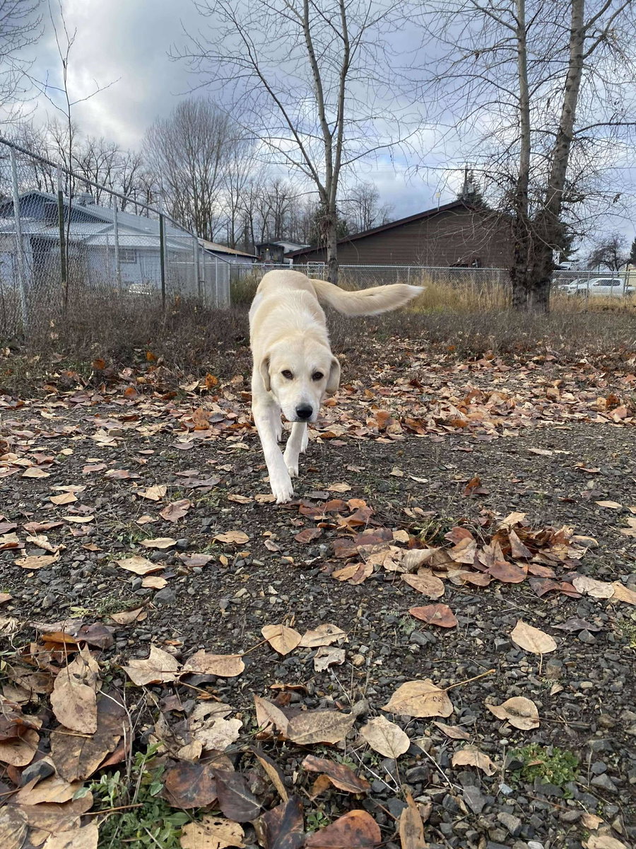 Clementine