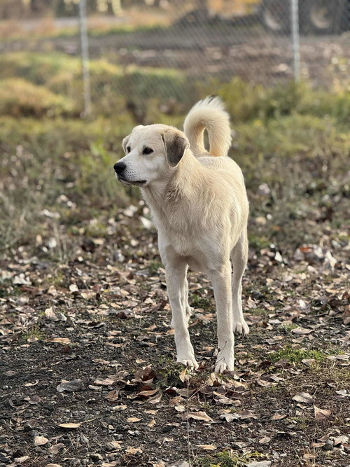 Heidi, an adoptable Great Pyrenees in St. Maries, ID