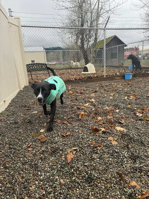 Finley, an adoptable Pit Bull Terrier in St. Maries, ID