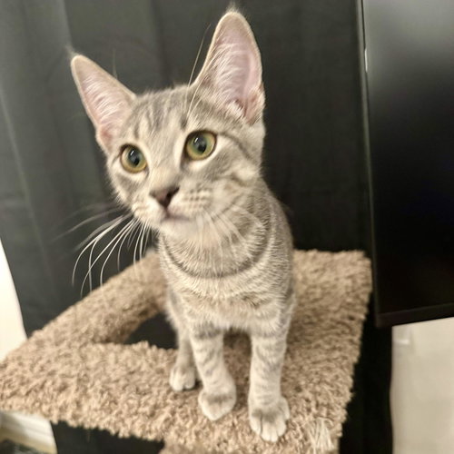 Mollie (kinky tail), Young Domestic Short Hair (short coat), cat for adoption in Hurst, Texas