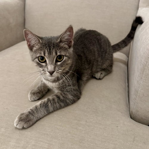 Photo 2 of Mollie (kinky tail)