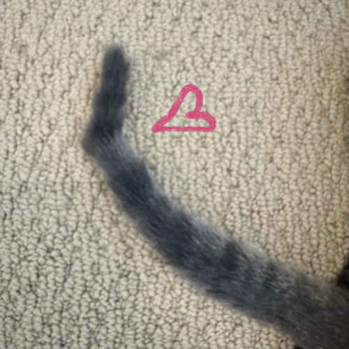 Photo 4 of Mollie (kinky tail)