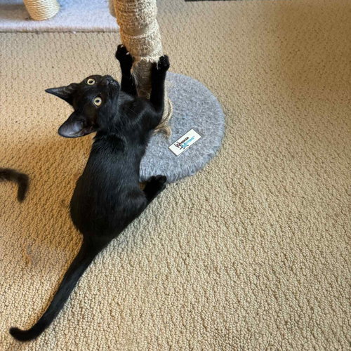 Theodora — Bombay / Mixed (short coat)