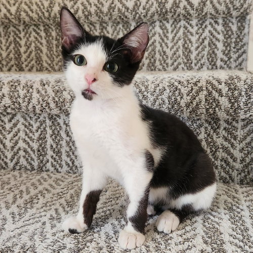 Stubby (Manx- ish), Baby American Shorthair (short coat), cat for adoption in Hurst, Texas