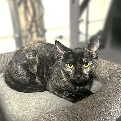 Freckles, Young Tortoiseshell / Mixed (short coat), cat for adoption in Hurst, Texas