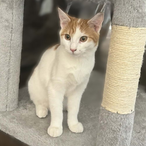 Princess Buttercup (Turkish van mix), an adoptable Turkish Van in Allen, TX