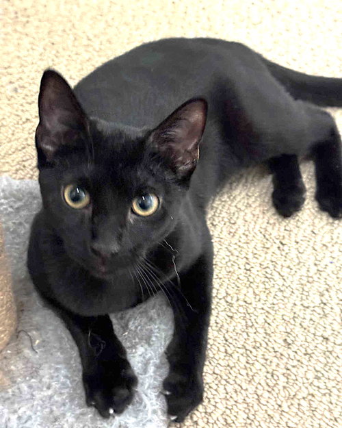 Nova, Young Domestic Short Hair / Mixed (short coat), cat for adoption in Hurst, Texas