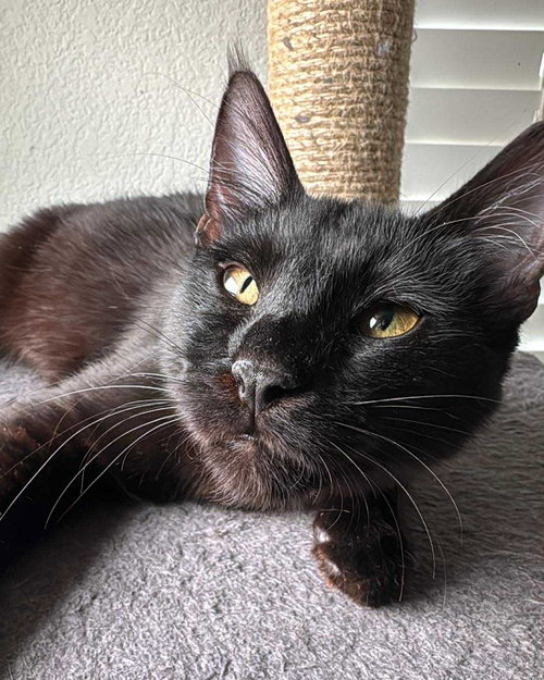 Castor (Chocolate tabby), Young Domestic Short Hair (short coat), cat for adoption in Hurst, Texas