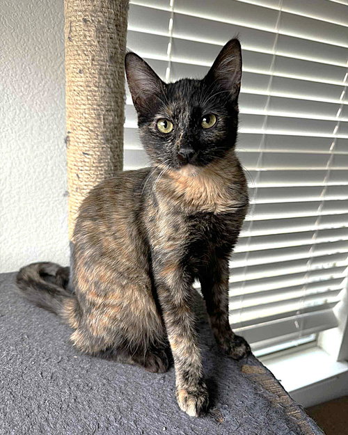 Soma (unusual sepia coloring), Young Tortoiseshell / Mixed (short coat), cat for adoption in Hurst, Texas