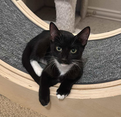 Stella, Young Tuxedo / Mixed (short coat), cat for adoption in Hurst, Texas