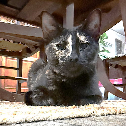 Zuzu, Young Tortoiseshell / Mixed (short coat), cat for adoption in Hurst, Texas