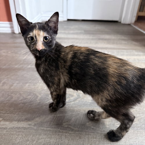 LuLuBelle, Young Tortoiseshell / Mixed (short coat), cat for adoption in Hurst, Texas