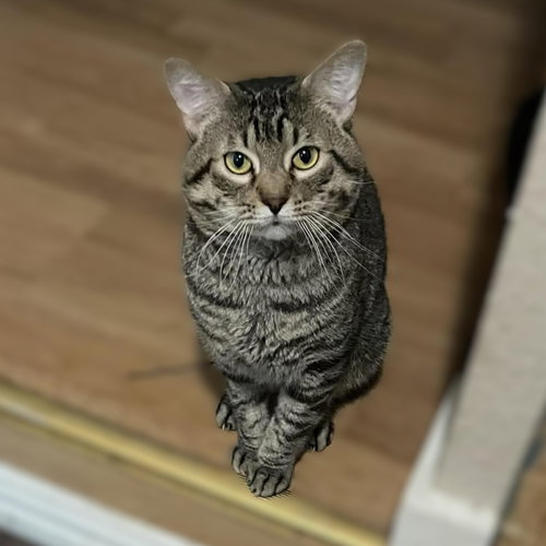 Tigger, Adult American Shorthair / Mixed (short coat), cat for adoption in Hurst, Texas