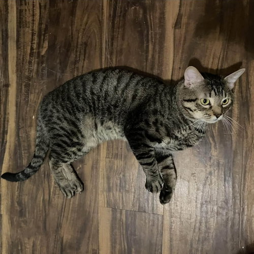 Photo 2 of Tigger
