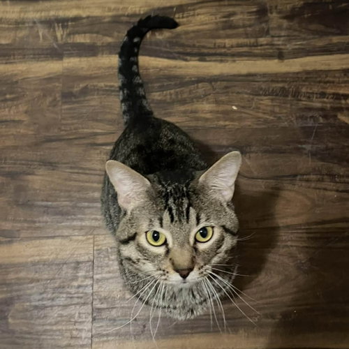 Photo 3 of Tigger