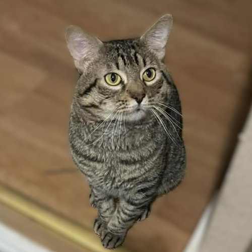Photo 4 of Tigger