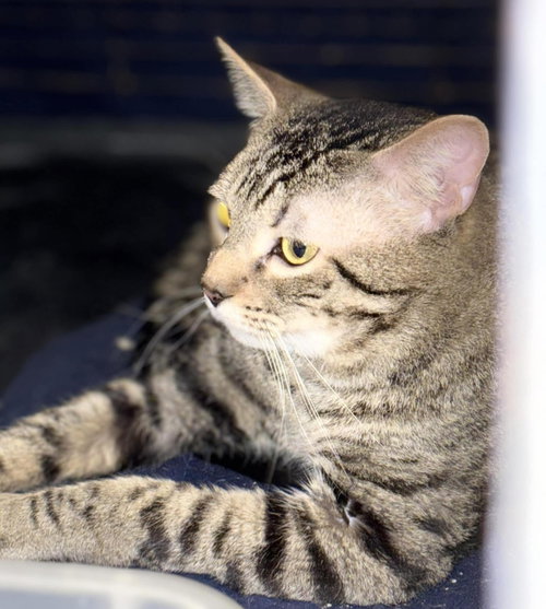 Photo 5 of Tigger