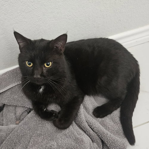 Eddie, Adult American Shorthair / Mixed (short coat), cat for adoption in Hurst, Texas