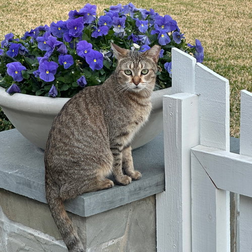 Bean, an adoptable Tabby in Allen, TX