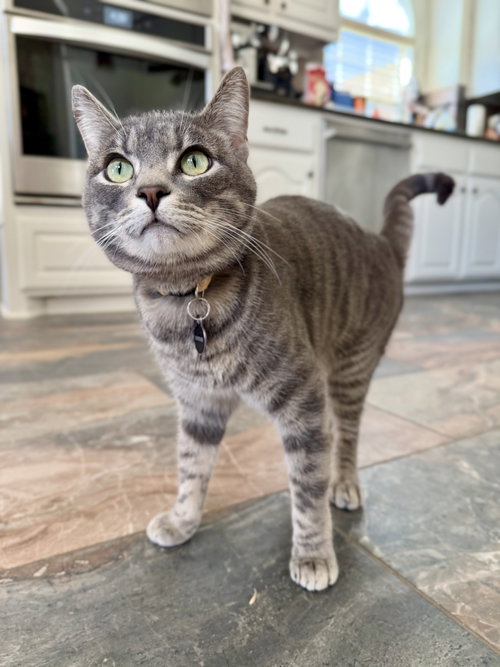 Cuattro, an adoptable Tabby in Allen, TX