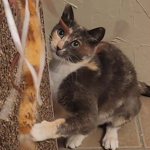 Lena, an adoptable Dilute Calico in Allen, TX