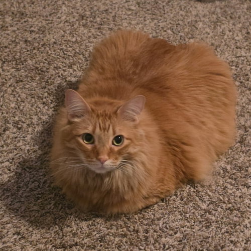 Thomas, an adoptable Maine Coon in Allen, TX