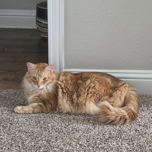 Milton (Maine Coon Mix), an adoptable Maine Coon in Allen, TX