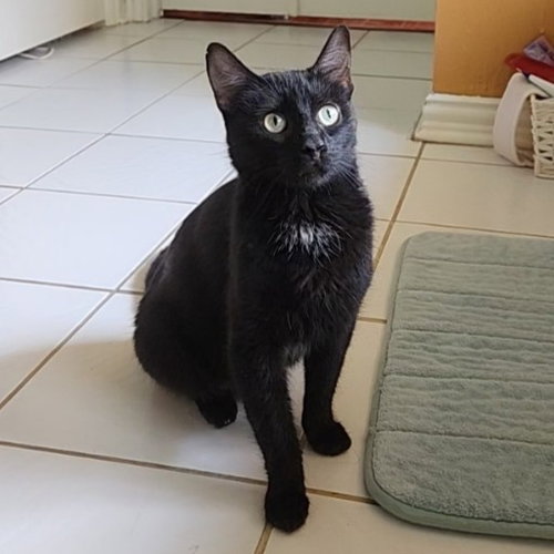 Penny Lane, Young Domestic Short Hair / Siamese / Mixed (short coat), cat for adoption in Hurst, Texas
