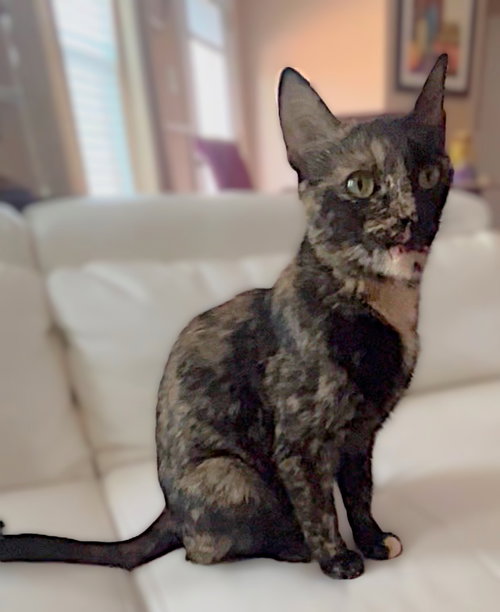 Jenee, Young Tortoiseshell (short coat), cat for adoption in Hurst, Texas