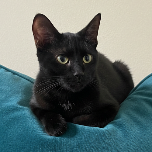Raven, an adoptable Domestic Short Hair in Allen, TX
