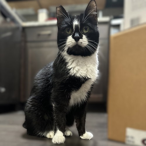 Shibby, an adoptable Domestic Short Hair in Allen, TX