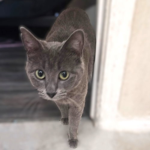 Tsarina, an adoptable Russian Blue in Allen, TX